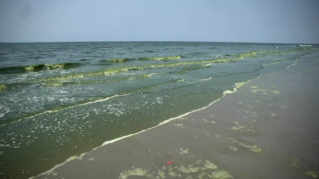 A view of green sea water caused by plankton bloom known to kill marine life, at Bang Saen beach in Chonburi, Thailand . February 28, 2024. 