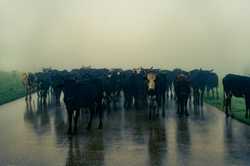 Hear of black and white cows standing in middle of road between grass in mysterious foggy area.