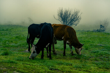 Black and brown cows eating grass in fogy environment.