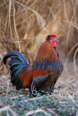 Red rooster crowing in garden