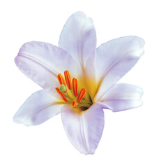 White   lily  flower  on isolated background with clipping path.  Closeup. For design.  Nature. - 748176191