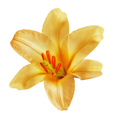 Yellow    lily   flower  on  isolated background with clipping path.  Closeup. For design.  Transparent background.   Nature.