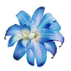 Lily   flower  on   isolated background with clipping path.  Closeup. For design. Transparent...