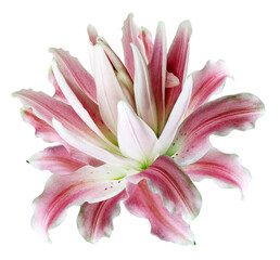 Lily  flower  on  isolated background with clipping path.  Closeup. For design. Transparent...