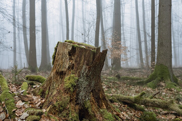 Wald Feld im Februar, Nebelwald Stimmung, morbider Baumstumpf