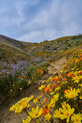 field of flowers near Elizabeth Lake, CA in Spring