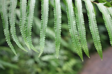Green fern leaves in the garden
