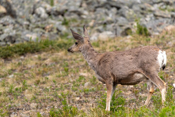 Naklejka na ściany i meble Beautiful mule deer seen in the summer time from hiking from in Banff National Park, Alberta. 