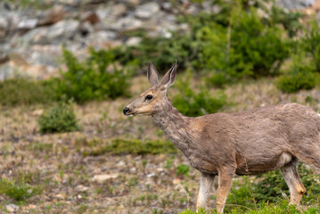 Beautiful mule deer seen in the summer time from hiking from in Banff National Park, Alberta. 