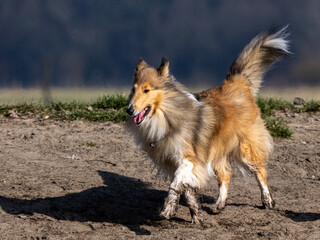 Langhaarcollie