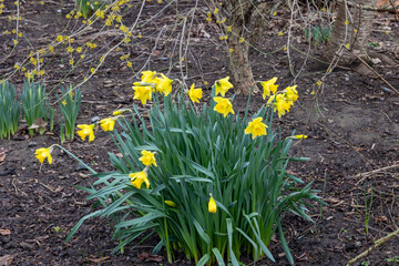 Yellow daffodils growing in the garden. Springtime.