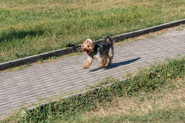 Furry happy brown and black puppy, running in the park. Concrete floor. Grass field. Mixed breed...
