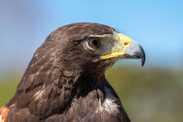 Portrait of the red tailed hawk, with brown eye and yellow and gray beak. Against blurry nature background. Pretty bird. Majestic animal. Accipitriformes.