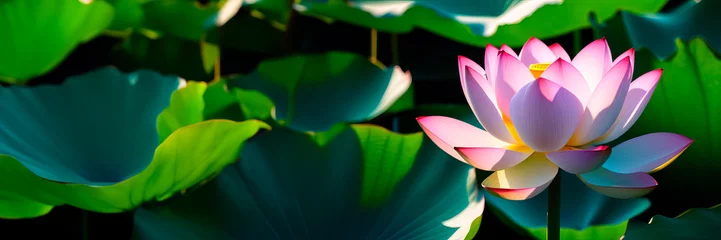 Foto op Plexiglas Close up soft focus of pink lotus flower are blooming in the dark background with light. Pink water lily or lotus flower Banner copy space. Flower landscape with copy space. Selective focus © Александр Ткачук