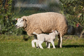 Lambs drinking milk from mother ewe sheep