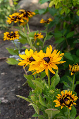 Helios Flame Sunflowers (Helianthus annuus). Bright yellow wild flowers with red, burgundy centre leaves. 