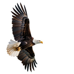 Eagle Flying isolated on white background, 