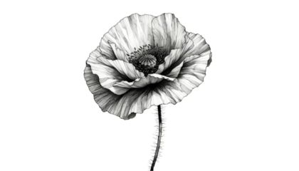 Detailed black and white illustration of a poppy flower for artistic and memorial day design elements