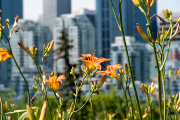 Daylily, bunch of Daylillies - Orange (Hemerocallis) wild flowers seen in the city of Calgary,...
