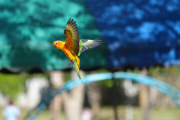 sun conure free flying parrot