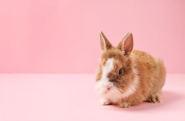 Cute little rabbit on pink background, space for text. Adorable pet