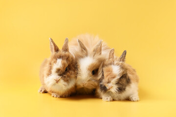 Cute little rabbits on yellow background. Adorable pet