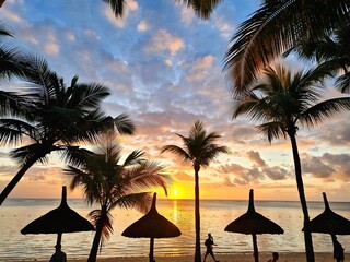 palm trees at sunset