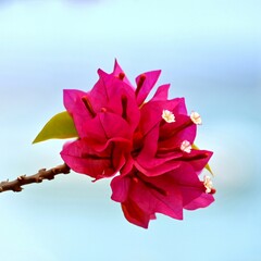 red rose against blue sky