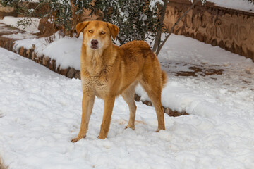 A stray dog in the snow. The concept of homelessness with intriguing details