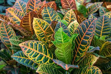 Codiaeum variegatum, Croton, plant with colorful ornamental foliage. Deciduous plant in the botanical garden. © Esin Deniz