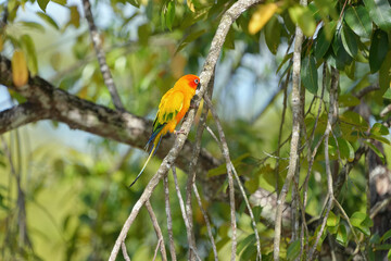 sun conure parrot on branch