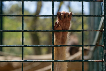 Main d'un singe accrochée à une cage au Zoo. Captivité
