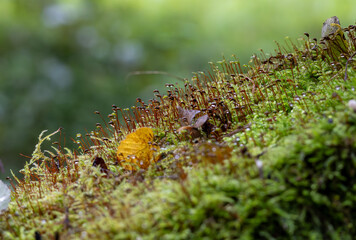 Moss and leaves on the ground in the forest. Selective focus