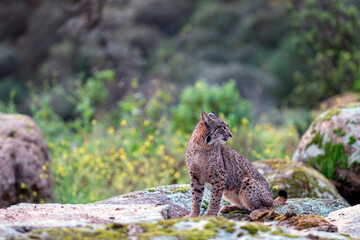 Iberian lynx in the Sierra de Andujar, Spain.