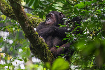 Chimpanzee sitting in a tree
