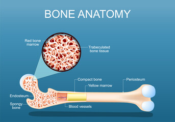 Bone anatomy. Structure of a femur.