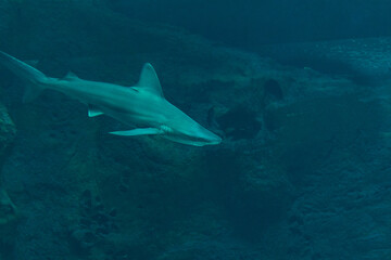 Silvertip shark swimming in deep sea aquarium.