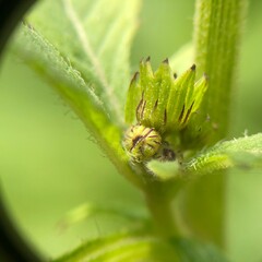  a leaf macro