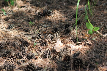 Pine cones on the forest floor.