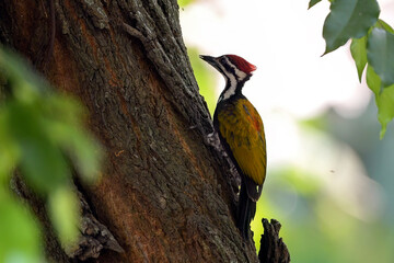 A woodpecker looking for prey in a tree