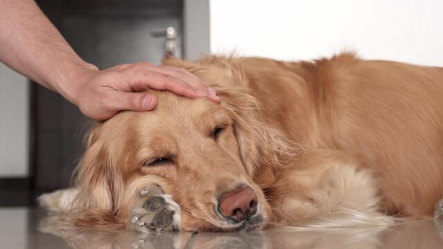 Owner&rsquo;s hand caressing golden retriever. The dog's expression radiates relaxation and tranquility. This moment captures the essence of affectionate petting at home