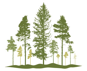 Spring season, silhouette of coniferous forest, pine trees. Beautiful nature, woodland. Vector illustration