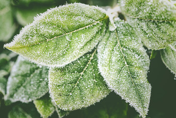 Frosty Garden Leaves