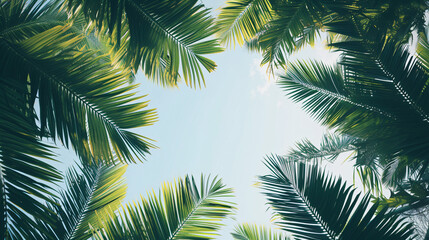 Fototapeta na wymiar Looking up at palm trees and blue sky background