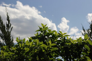 Green leafy plants growing in the sunny summer meadow.