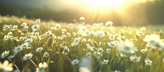 A vast field filled with white flowers under the bright glow of the sun in the background, creating a serene and natural scene.