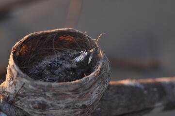 baby birds and bird nests