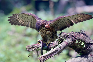 an eagle is preying on a snake
