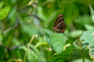 Junonia hedonia, the brown pansy, chocolate pansy, brown soldier or chocolate argus butterfly.