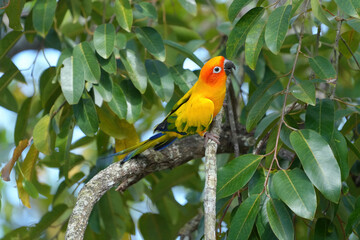 sun conure parrot on branch